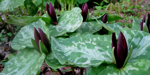 Trillium